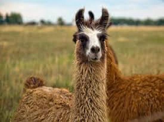 4-year-old Belgian llama could be the key in fighting COVID-19, says study

