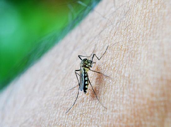 Anaemia may contribute to the spread of dengue