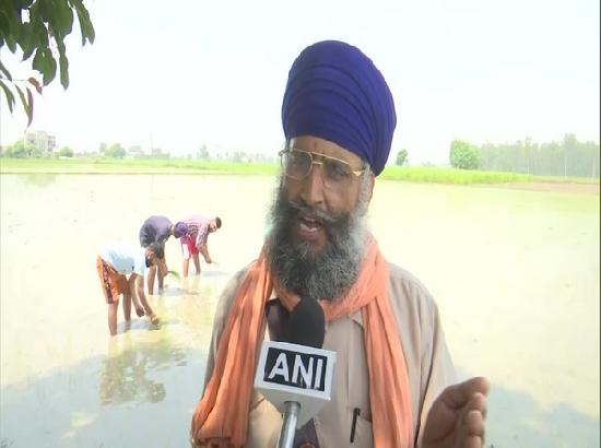 Shortage of labourers hit paddy farming in Amritsar