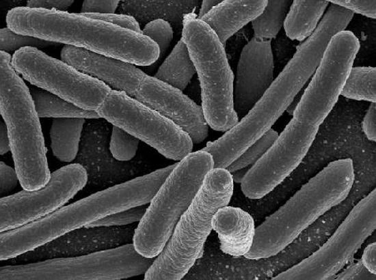 How good gut bacteria help reduce the risk for heart disease