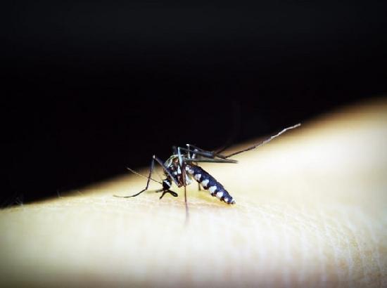 Dengue virus becomes resistant to certain vaccines
