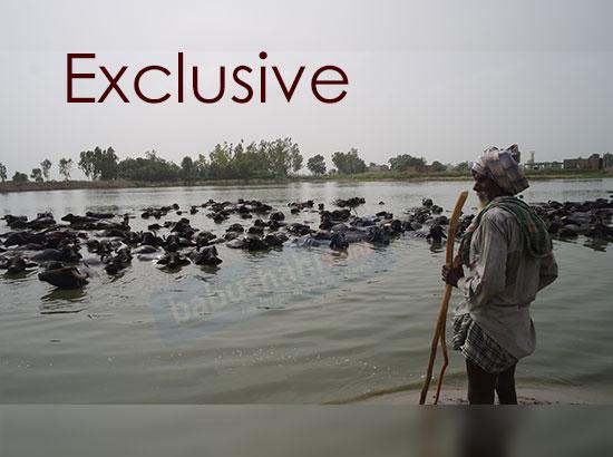 Exclusive Video Feature: This “buffaloes” village of Punjab still exudes old rural charm

