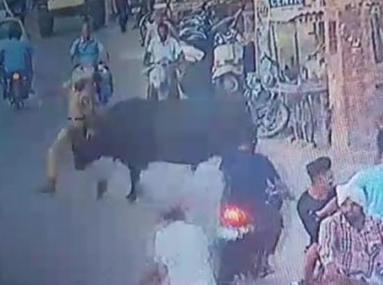 Home guard jawan succumbs to injuries after being hit by bull