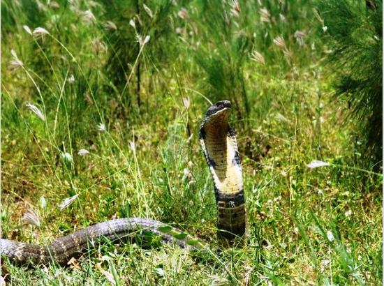 15-feet-long king cobra rescued from village in Visakhapatnam, released into wilderness