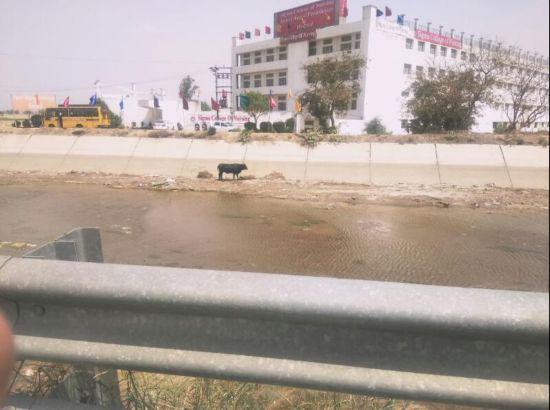 Dhyan Foundation volunteers save a cow out of canal in Ludhiana