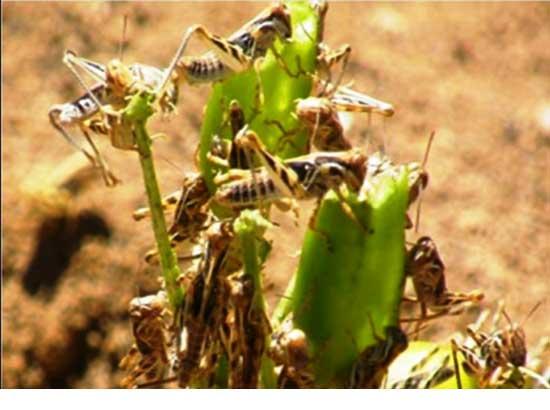 Presence of Desert locust in small numbers or groups spotted in Punjab but no immediate threat

