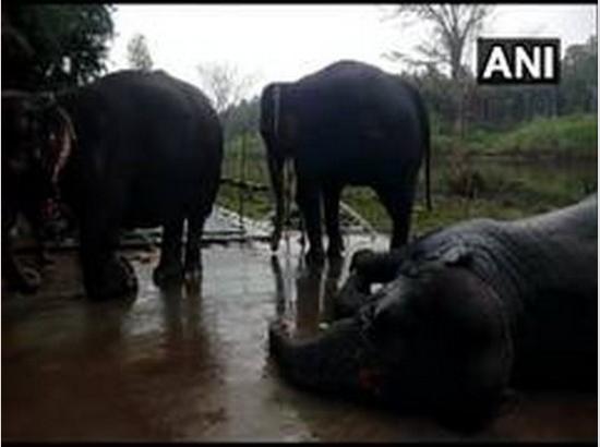 246 elephants died in Odisha in last 3 years