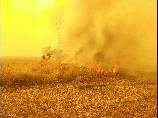 Wheat in thousands of Acre gutted in fire