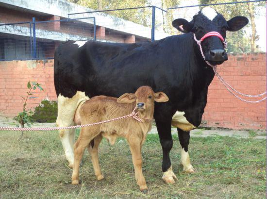 Surrogate HF crossbred cows deliver Sahiwal calves at GADVASU