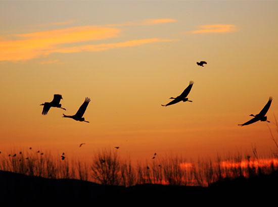  fly over the Nianhu Lake wetland of the black-necked crane state nature reserve in Huize County