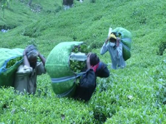Himachal tea growers suffer losses due to lockdown


