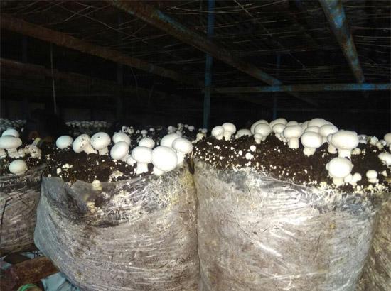 Successful mushroom cultivator Umanshu Puri invites others to alternate farming 
