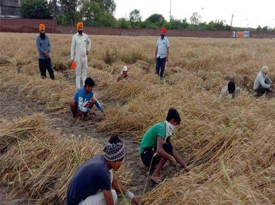 Amid COVID threat and insecurity Farmers begin harvesting the wheat in advance