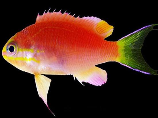 New fish discovered near Hawaii to be named after Barack Obama
