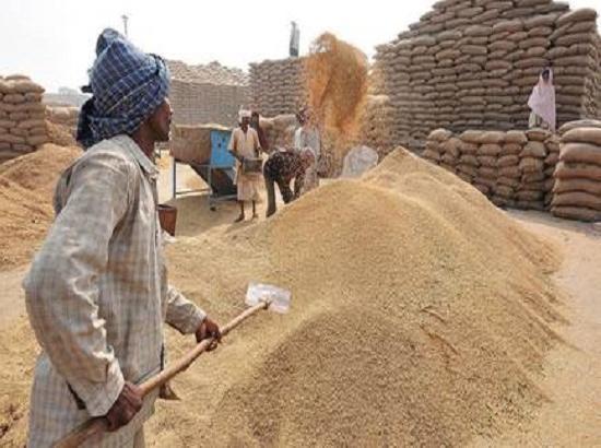 Mohali : 3937 metric tonnes paddy arrives , 3262 MT purchased in the district
