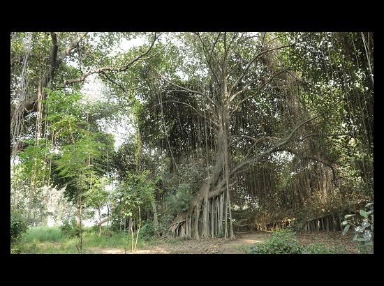 Have you seen 300 year old Banyan tree?