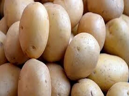 Potato effective for boosting athletic performance: Study

