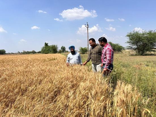 Ludhiana: DC orders assessment of possible crop loss due to untimely rain