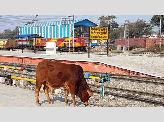 Stray animals rule railway tracks, install catchers at entry points