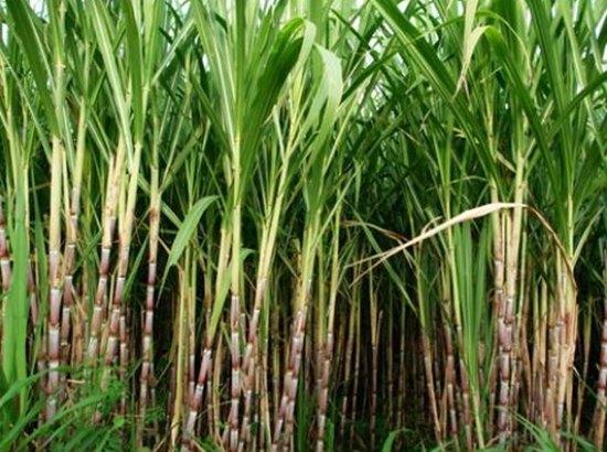 Punjab govt to recover Rs 223.75 crore from pvt sugar mills against 2015-16 season payment to cane growers