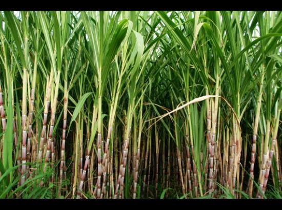 Punjab releases Rs 215 crore to clear arrears of sugarcane farmers for 2017-18 season