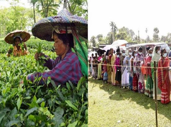 Tea garden workers: The deciding factor in Lok Sabha polls in Assam