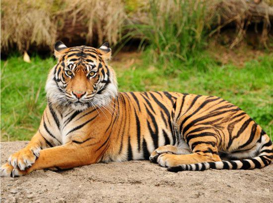 Tiger population booms in India's Terai region