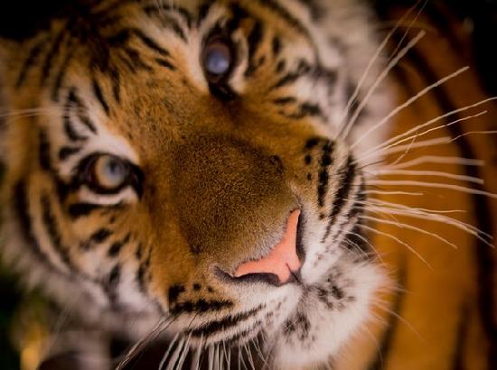 Tiger in US zoo tests positive for coronavirus

