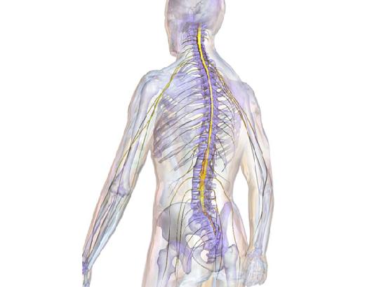 Researchers find osmotic therapy device for spinal cord injuries