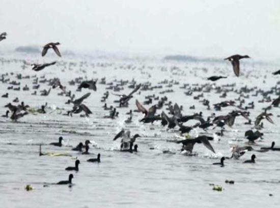 10 more wetlands get Ramsar site tag; Punjab adds 3 to take total to 6
