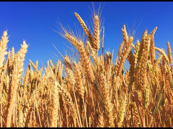 Bumper Wheat harvest in Punjab, over 97% purchased