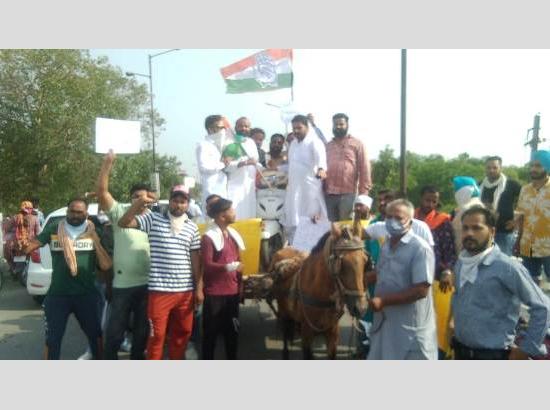 Youth Congress members ride bullock cart to protest against fuel price hike
