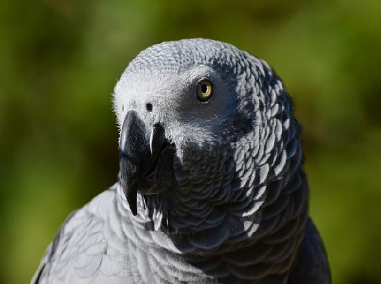 African grey parrots go out of their way to help others

