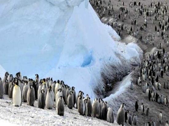 Antarctica: Thousands of emperor penguin chicks wiped out
