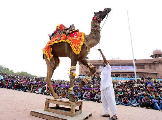 Bikaner camel  international festival