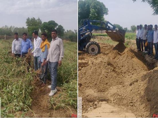 At last , Haryana uproots & buries Bt Brinjal crop