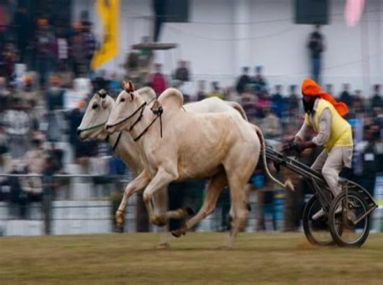 Cabinet approves revival of bullock cart races at Kila Raipur sports