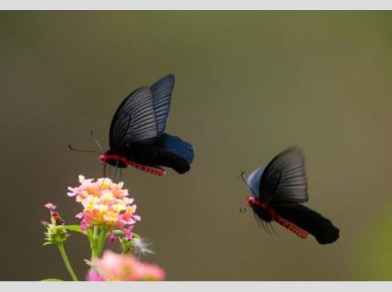 Four-day 'Butterfly Meet' held in Arunachal
