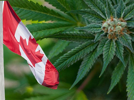 Canada becomes second nation to legalize marijuana
