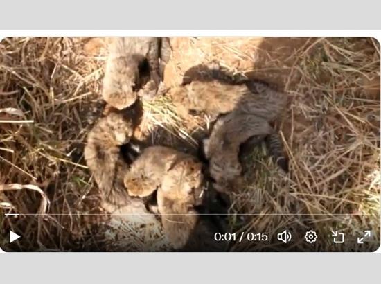South African Cheetah gives birth to 6 cubs in Kuno National Park; Watch Video