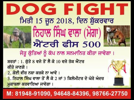 Rs one lakh reward for identifying organisers of dog-fight in Moga district 