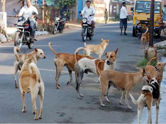 Social activists across Punjab/Haryana/UT write to CJI-on stray dogs issue

