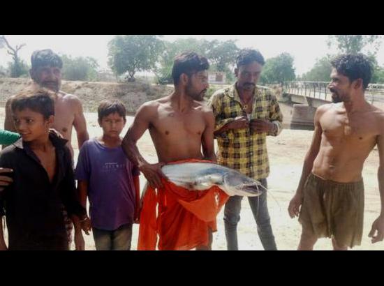 Fishes, snakes found dead in Rajasthan Feeder in Ferozepur