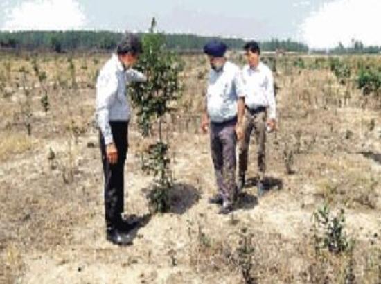 Developing ‘Mini Forests’ concept can save environment to save life