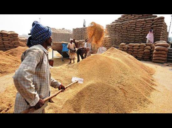 Agencies, private millers procure 17905450 tonne paddy in Punjab till date

