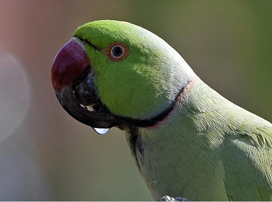 Beak Deformities In Birds ..Special on World Parrot Day
