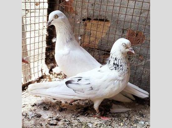 Dispute over pigeon catching in Ferozepur, one booked