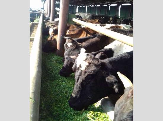Govt. reduces four times livestock semen rates to promote dairy farming