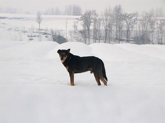 A dog stands on snow in srinagar