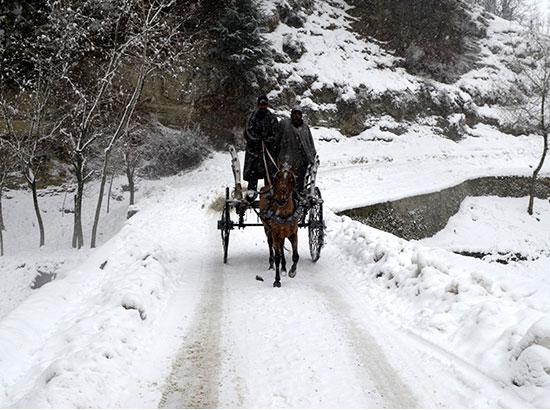 A horse cart runs on snow
